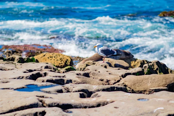 Vida selvagem na praia do La Jolla — Fotografia de Stock