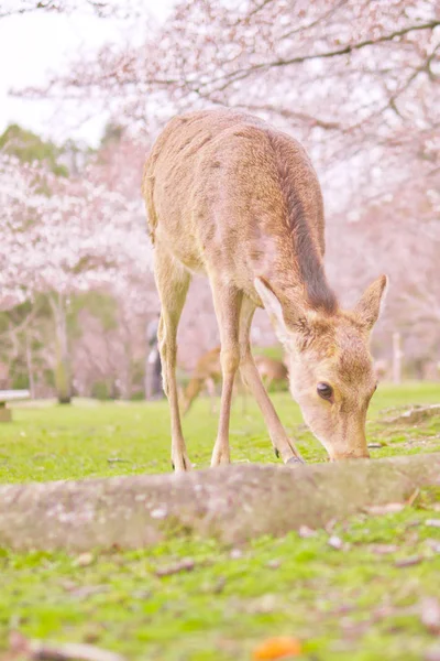 O veado sob a árvore de cereja, Nara, é o Japão. — Fotografia de Stock