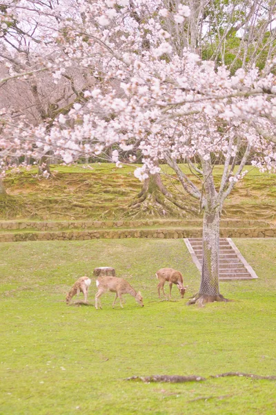 Олень под вишневым деревом, Нара включая Японию — стоковое фото