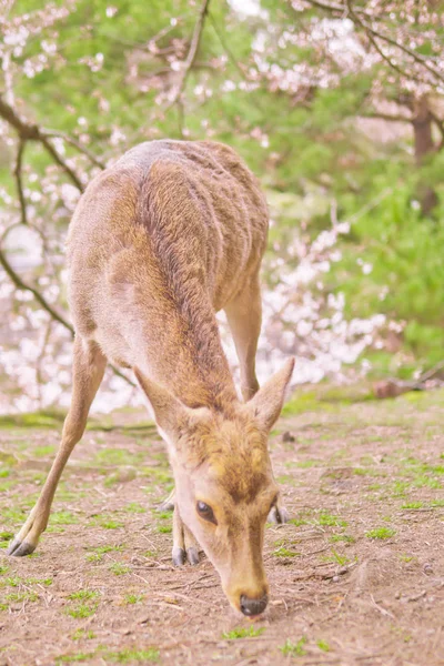 El ciervo bajo el cerezo, Nara jalá Japón —  Fotos de Stock