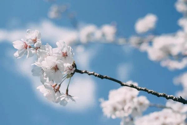 Em abril, no Japão, a flor de cereja está em plena floração — Fotografia de Stock