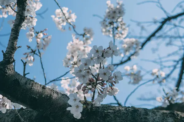 Em abril, no Japão, a flor de cereja está em plena floração — Fotografia de Stock
