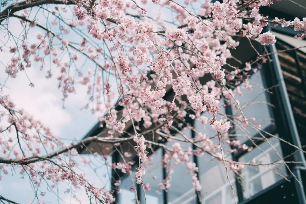 Em abril, no Japão, a flor de cereja está em plena floração — Fotografia de Stock