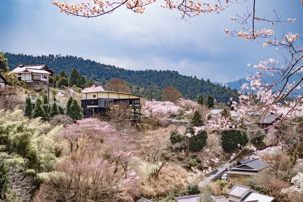 In April in Japan, cherry blossom is in full bloom — Stock Photo, Image