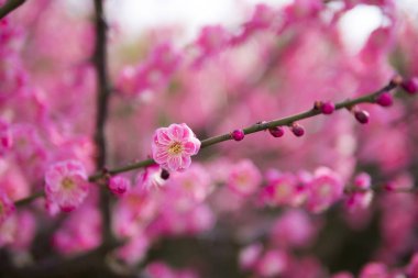 Parkta kışın erik çiçeği açıyor.