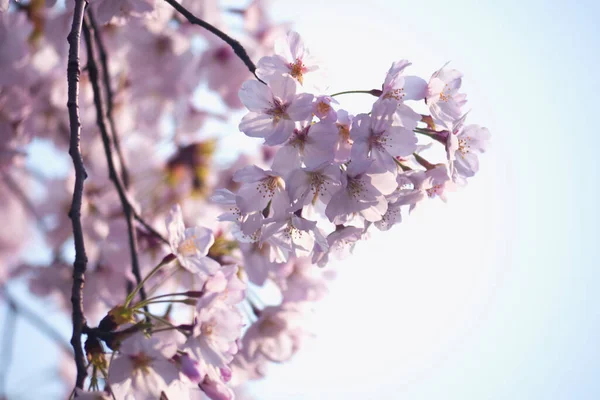 Bahar Geldiğinde Gün Işığında Kiraz Çiçekleri Açıyor Yumuşak Güzel — Stok fotoğraf