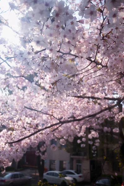 Приходит Весна Цветут Сакуры Мягкие Красивые Солнце — стоковое фото