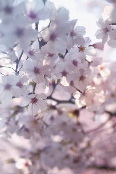 Коли Настає Весна Цвіте Вишня Яка Красива Сонці — стокове фото