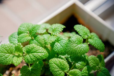 Güneşin altında taze nane, yeşil ve güzel.