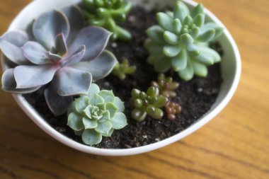 Nefis sulu bitkiler, çeşitli saksılara ekilirler.