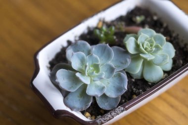 Nefis sulu bitkiler, çeşitli saksılara ekilirler.