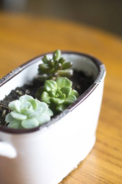 Nefis sulu bitkiler, çeşitli saksılara ekilirler.