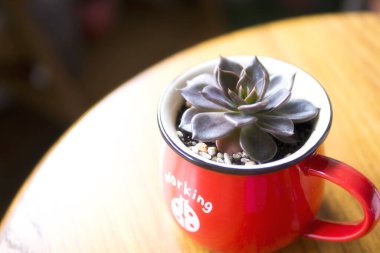 Nefis sulu bitkiler, çeşitli saksılara ekilirler.