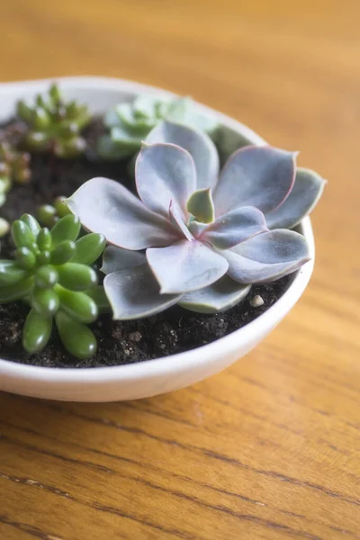 Mooie Sappige Planten Worden Geplant Verschillende Bloempotten — Stockfoto