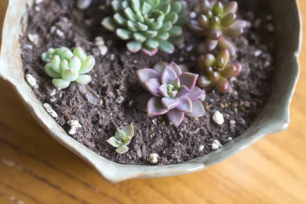 Mooie Sappige Planten Worden Geplant Verschillende Bloempotten — Stockfoto