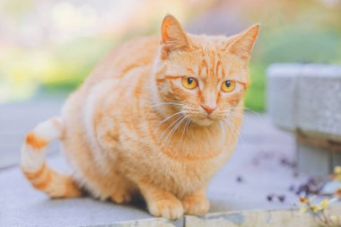 Güneşin altında küçük bir turuncu kedi, bahar dolu, doğal ve güzel.