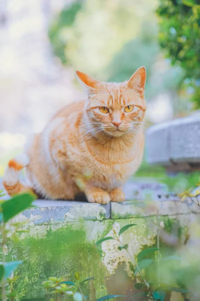 太陽の下で少しオレンジ色の猫 春に満ちて 自然と美しい — ストック写真