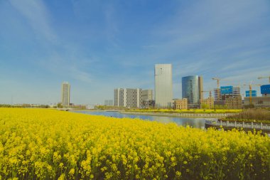 Çiçekler baharda açıyor tecavüz çiçekleri tam çiçekleniyor ve küçük arı Cole çiçeklerinden polen topluyor. 