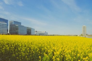 Çiçekler baharda açıyor tecavüz çiçekleri tam çiçekleniyor ve küçük arı Cole çiçeklerinden polen topluyor. 