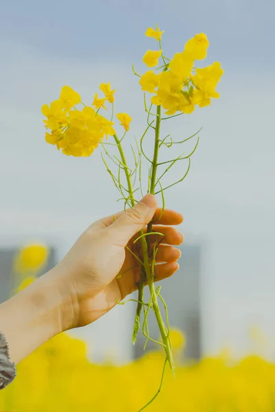 Çiçekler Baharda Açıyor Tecavüz Çiçekleri Tam Çiçekleniyor Küçük Arı Cole — Stok fotoğraf