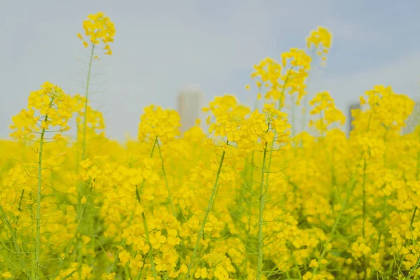 Blommorna Blommar Våren Våldtäktsblommorna Full Blom Och Det Lilla Biet — Stockfoto