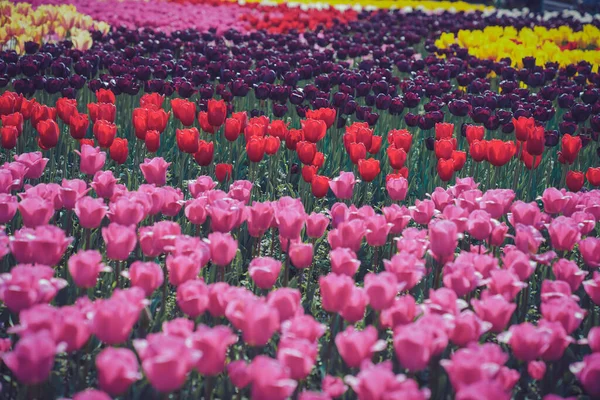 Tulip Цветок Моря Весной Красочные Красивые Парке — стоковое фото