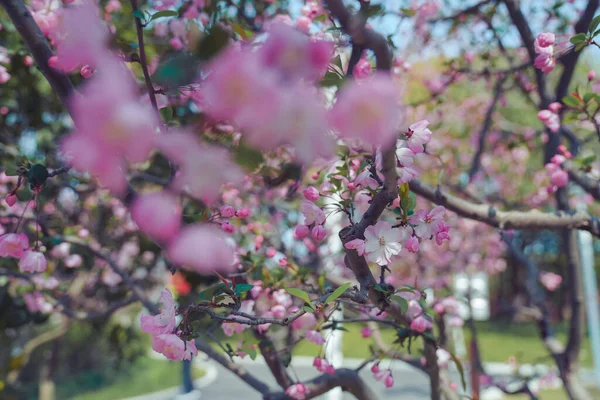 Квітка Бегонії Цвіте Весна Наближається — стокове фото