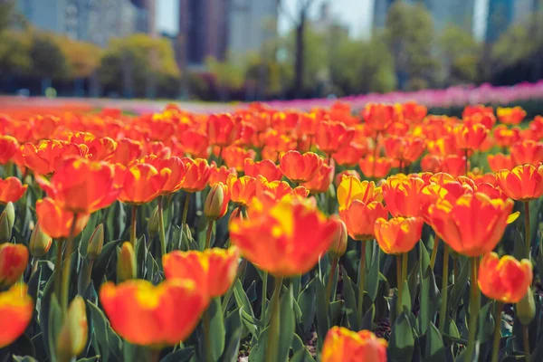 Tulpenblütenmeer Frühling Bunt Und Sehr Schön Park — Stockfoto