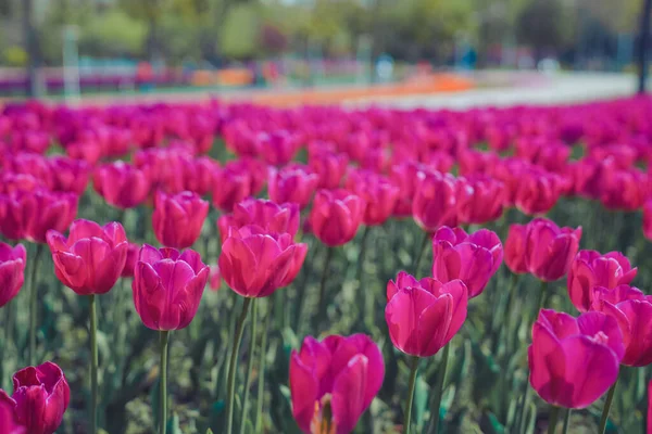 Tulpenblütenmeer Frühling Bunt Und Sehr Schön Park — Stockfoto