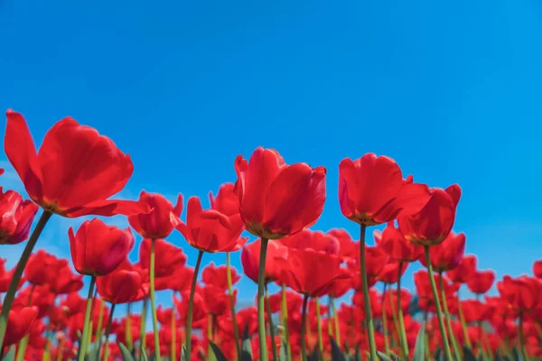 Tulipa Mar Flor Primavera Colorido Muito Bonito Parque Fotos De Bancos De Imagens Sem Royalties
