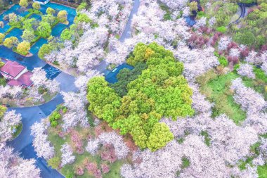 Çin, Şangay 'daki Lujiazui finans merkezinin yeşil alanındaki kiraz çiçeği.