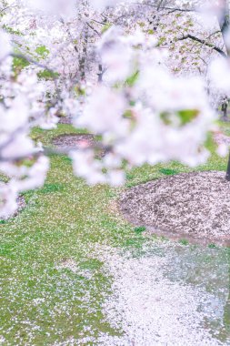İlkbaharda kiraz çiçekleri tamamen açar.