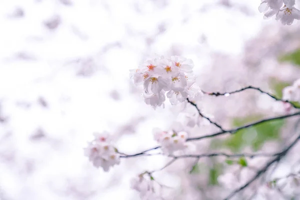 Flores Cerejeira Estão Plena Floração Primavera — Fotografia de Stock