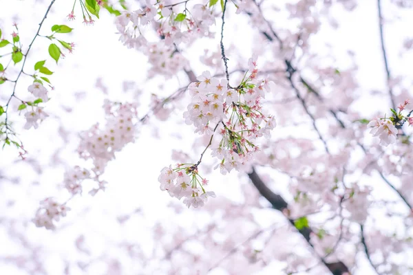 Fiori Ciliegio Sono Piena Fioritura Primavera — Foto Stock