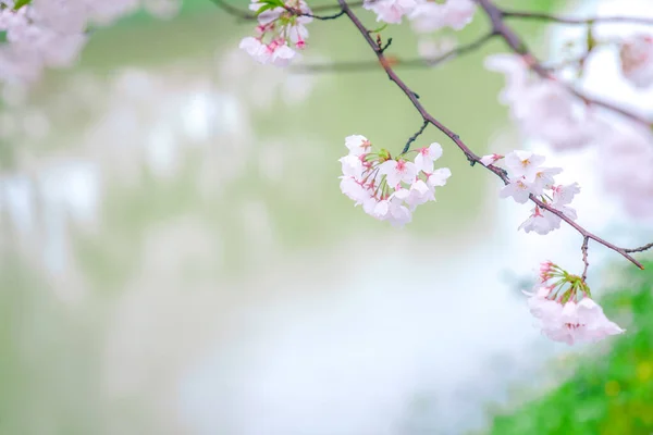 Flores Cerejeira Estão Plena Floração Primavera — Fotografia de Stock