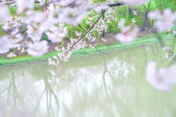 Весной Цветут Вишни — стоковое фото