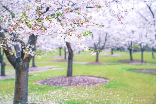 Kirschblüten Stehen Frühling Voller Blüte — Stockfoto