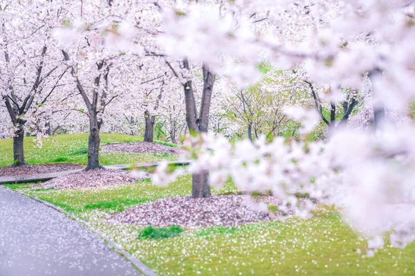 Kirschblüten Stehen Frühling Voller Blüte — Stockfoto