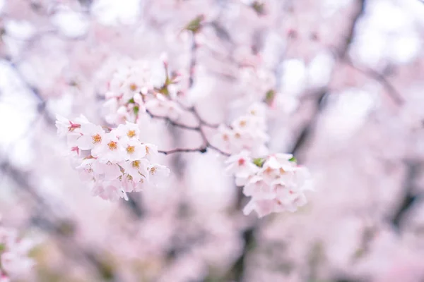 Flores Cerezo Están Plena Floración Primavera —  Fotos de Stock