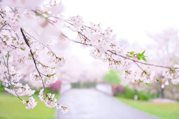 Flores Cerejeira Estão Plena Floração Primavera — Fotografia de Stock