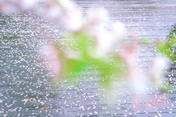 Körsbärsblommorna Står Full Blom Våren — Stockfoto