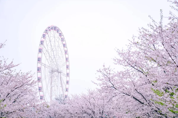 春には桜が満開 桜の後ろにはピンクの観覧車 ロイヤリティフリーのストック画像