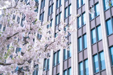 Çin, Şangay 'daki Lujiazui finans merkezinin yeşil alanındaki kiraz çiçeği.