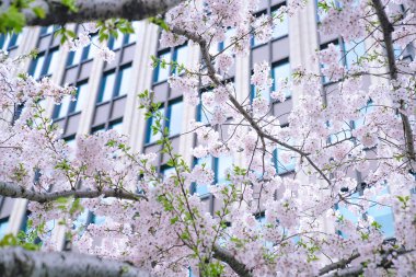 Çin, Şangay 'daki Lujiazui finans merkezinin yeşil alanındaki kiraz çiçeği.