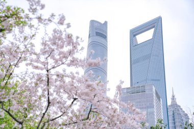 Çin, Şangay 'daki Lujiazui finans merkezinin yeşil alanındaki kiraz çiçeği.
