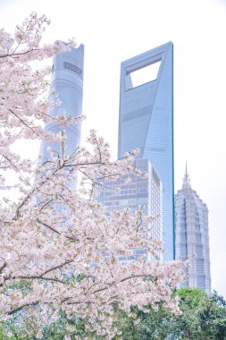 Çin, Şangay 'daki Lujiazui finans merkezinin yeşil alanındaki kiraz çiçeği.