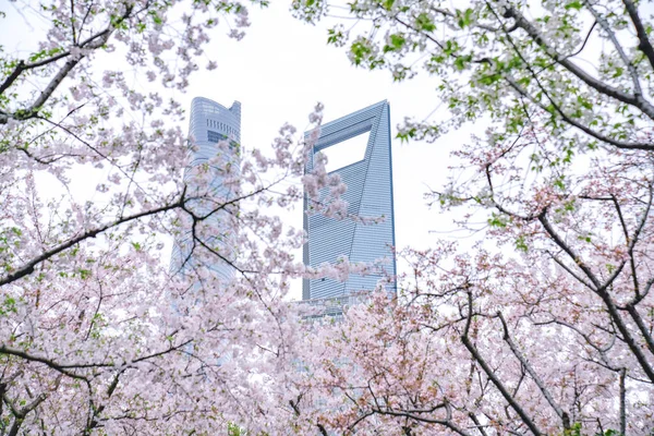 Fiori Ciliegio Sullo Spazio Verde Del Centro Finanziario Lujiazui Shanghai — Foto Stock