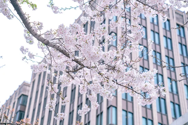 Körsbärsblomma Grönområdet Lujiazui Finansiella Centrum Shanghai Kina — Stockfoto