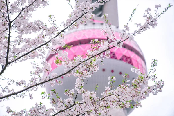 Nadchodzi Wiosna Kwiaty Wiśni Kwitną Przed Orientalną Perłą Szanghaju — Zdjęcie stockowe