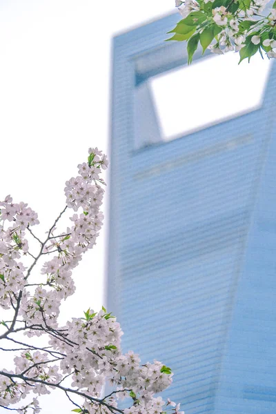 Fiori Ciliegio Sullo Spazio Verde Del Centro Finanziario Lujiazui Shanghai — Foto Stock